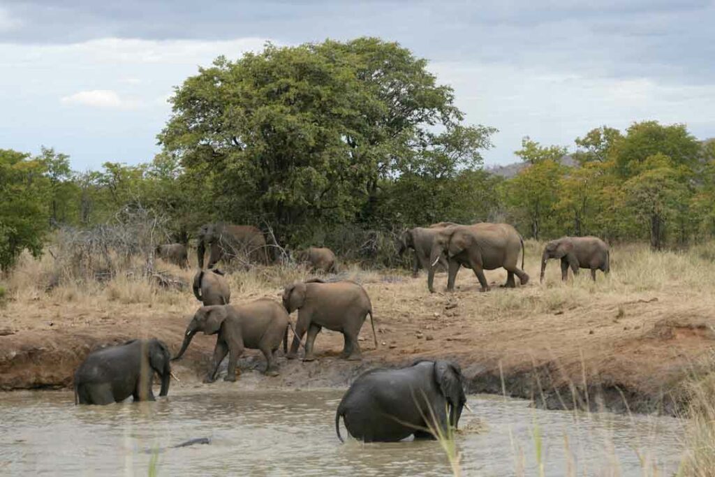 Große Elefantenherde im Krüger Nationalpark