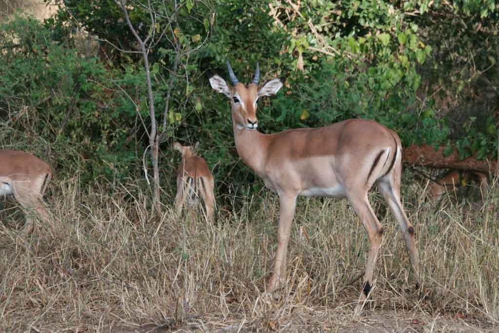Impalas im Krüger Nationalpark