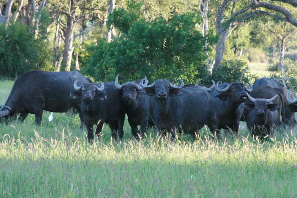 Büffelherde im hohen Gras im Krüger Nationalpark