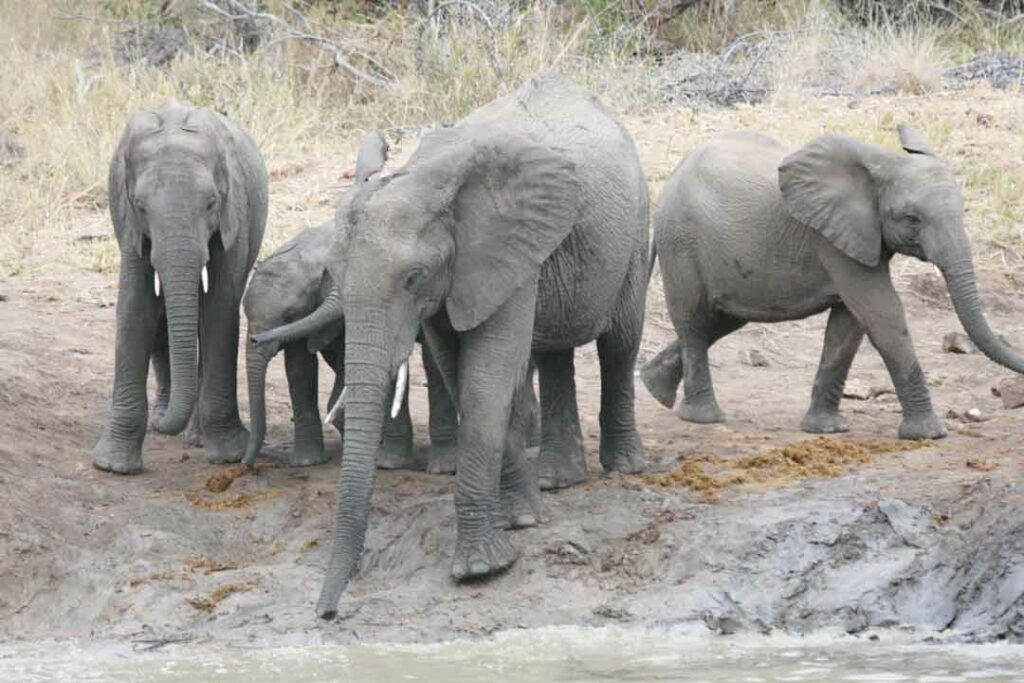 Elefantenfamilie im Krüger Nationalpark