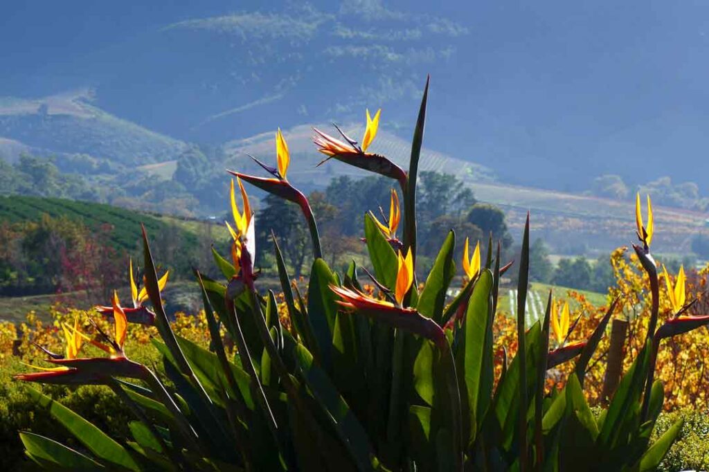 Blumen in den Winelands in Südafrika
