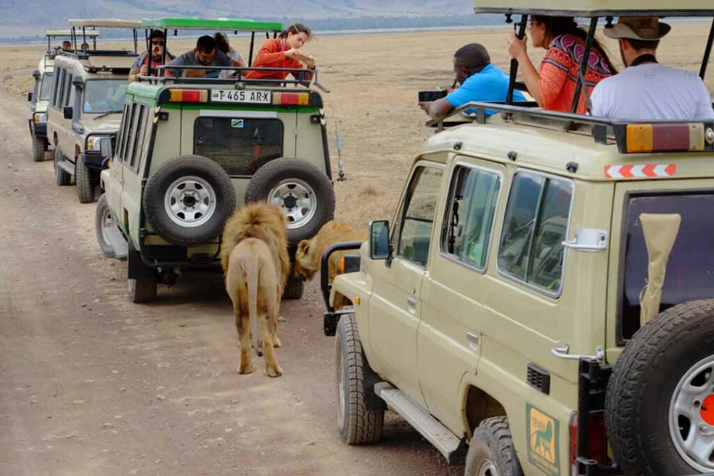 Löwer zwischen Tansania Safari Autos