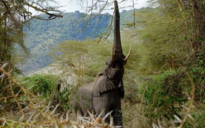 Tansania Safari im Ngorongoro Krater: Buffet für die Löwen