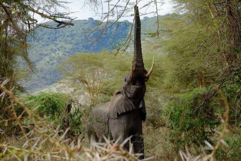 Elefant im Ngorongoro Krater, Tansania streckt sich zum essen zu einem Baum