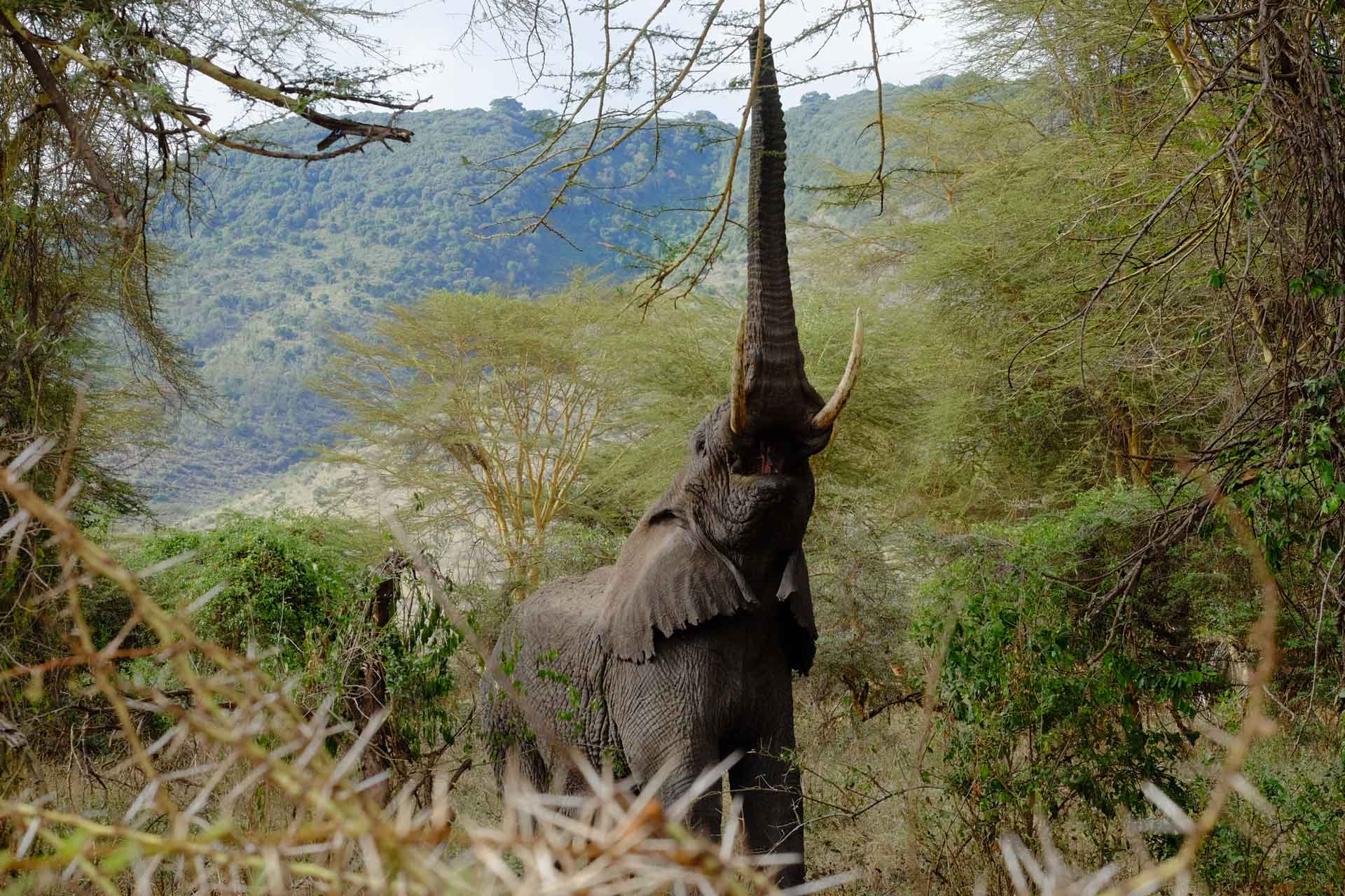 Tansania Safari im Ngorongoro Krater: Buffet für die Löwen