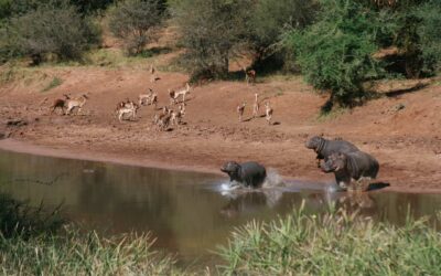 Krüger Nationalpark Safari: Der Pafuri-Trail
