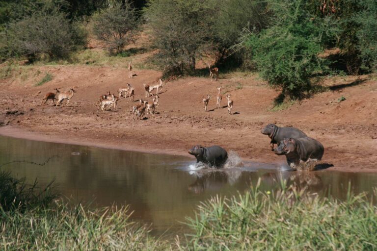 Nilpferde und Impalas baden in einem Fluss im Krüger Nationalpark