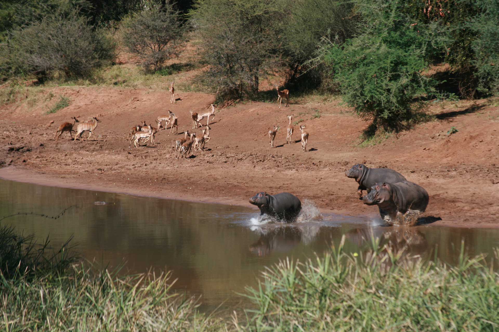 Nilpferde und Impalas baden in einem Fluss im Krüger Nationalpark