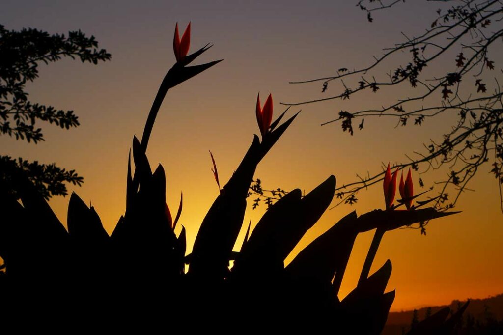 Blühende Blumen in der Natur in den Winelands, Südafrika