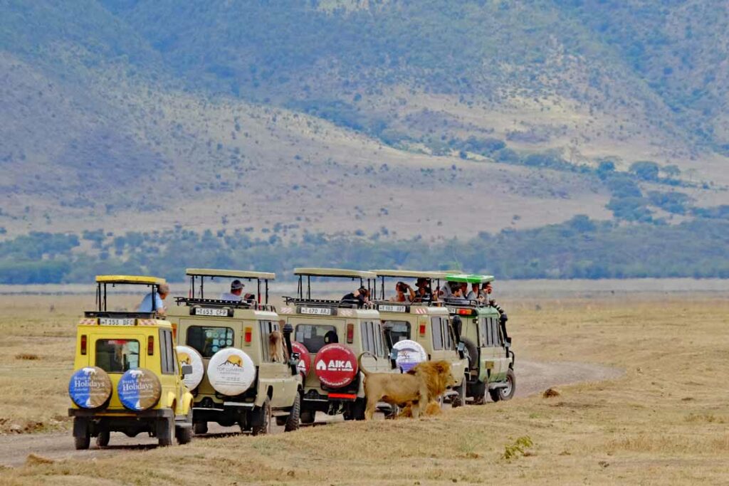 Ein Löwe im Ngorongoro Krater, Tansania