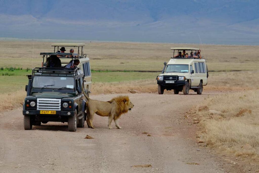 Löwe kotet an einen Landcruiser auf einer Tansania Safari