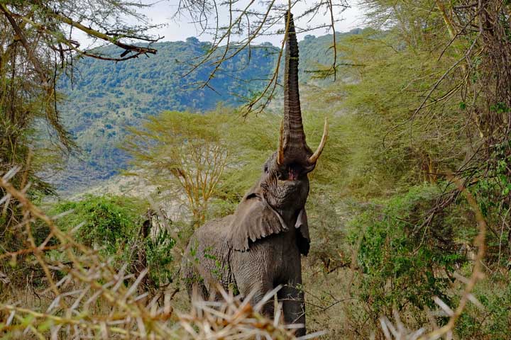 Ein Elefant streckt sich im Ngorongoro Krater, Tansania nach Futter