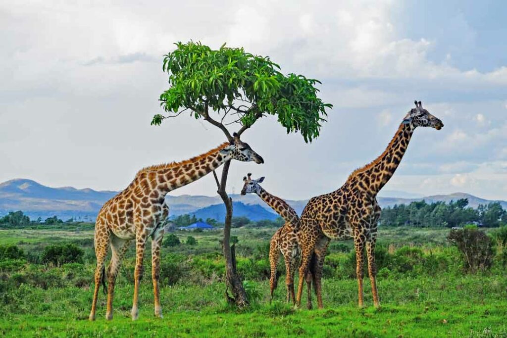 Giraffen in Tansania, Arusha Nationalpark