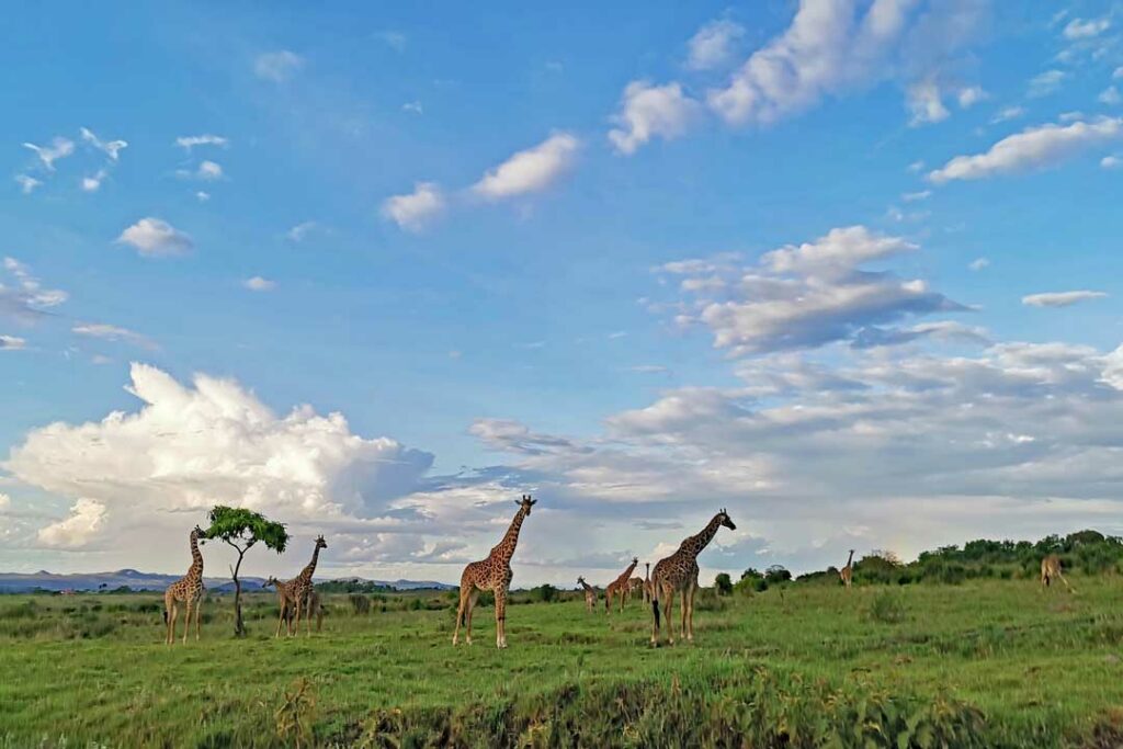 Giraffen in Tansania