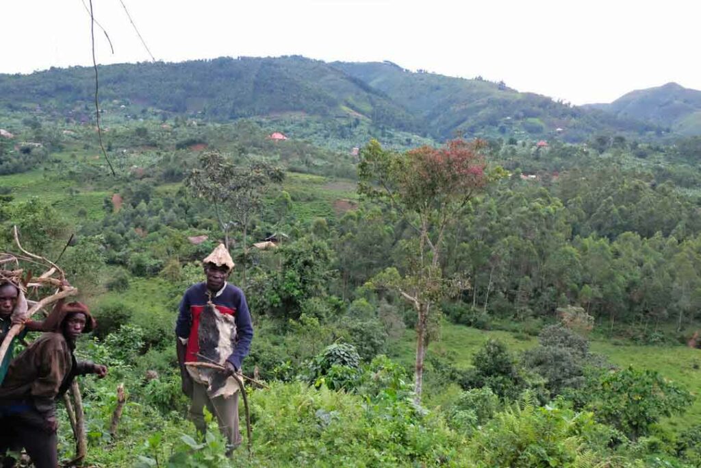 Dschungel in Uganda