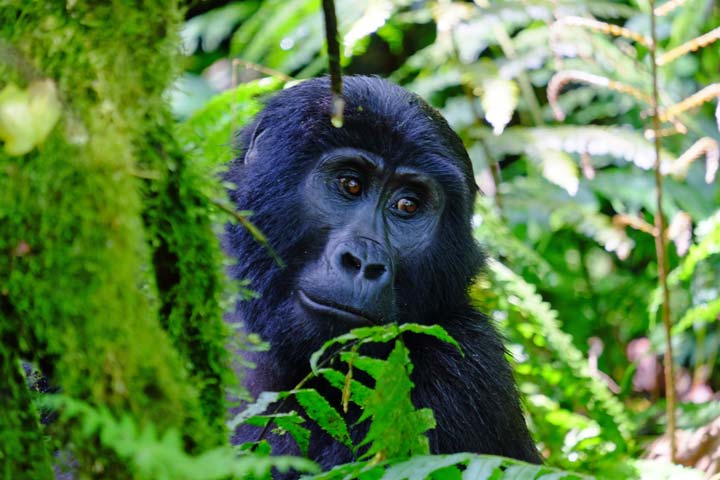 Gorilla in Uganda