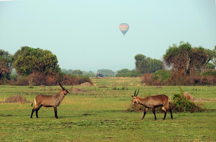 Oryxe in Uganda