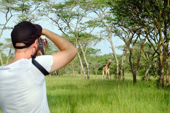 Safaritourist fotografiert eine Giraffe in uganda