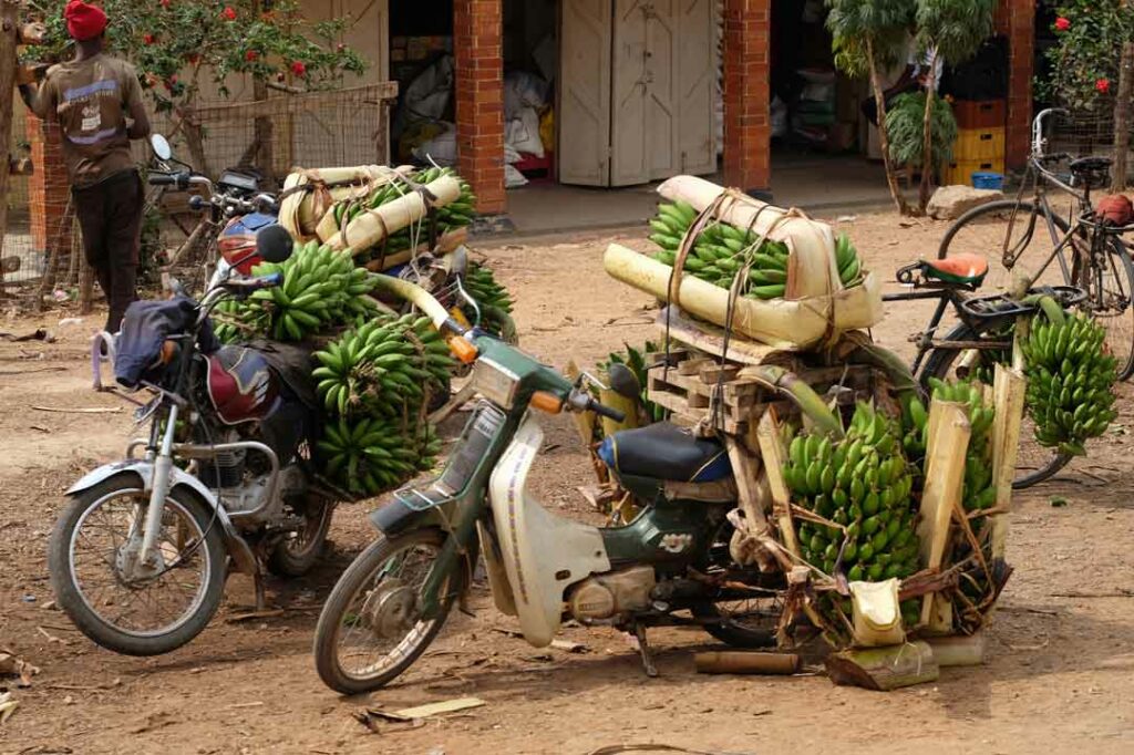 Bananentransport auf Mopeds