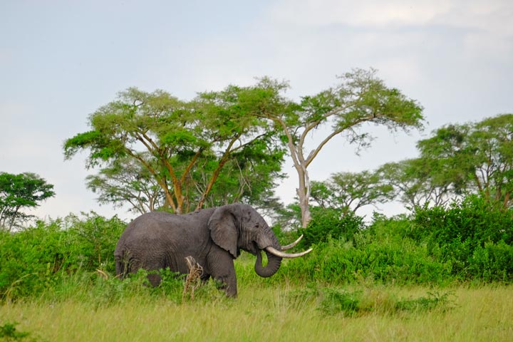 Elefant im Uganda Urlaub
