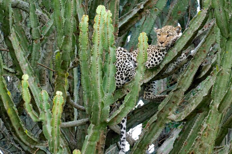 Leopard auf Kaktusbaum, Uganda Urlaub