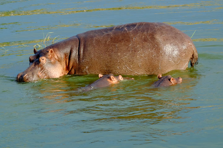 Nilpferdmutter mit 2 Babys