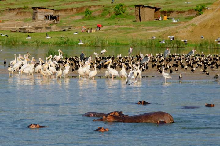 Nilpferde vor Storchen und Farmen in Uganda