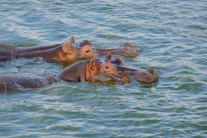 Zwei Nilpferde in Uganda