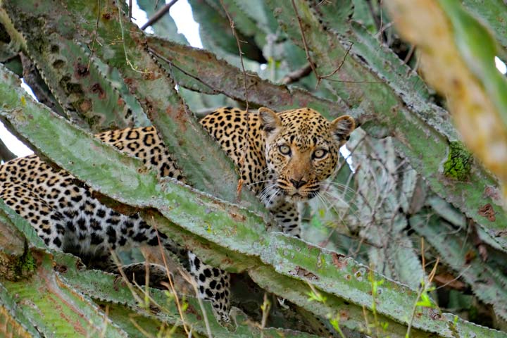 Leopard auf einem Kaktusbaum