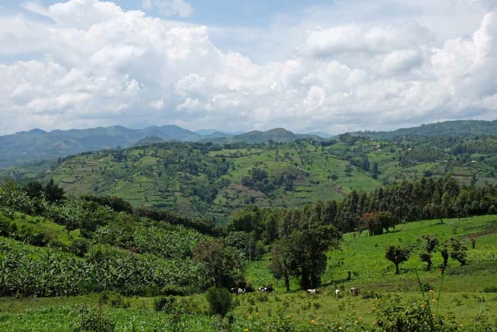 Dschungel von Uganda