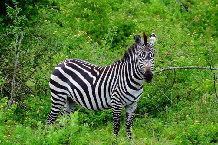 Zebra