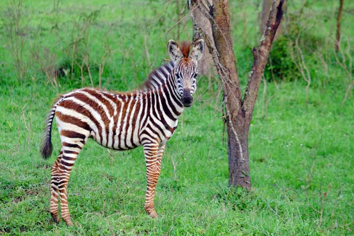 Zebra in Uganda