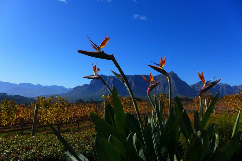 Blumen in der Natur